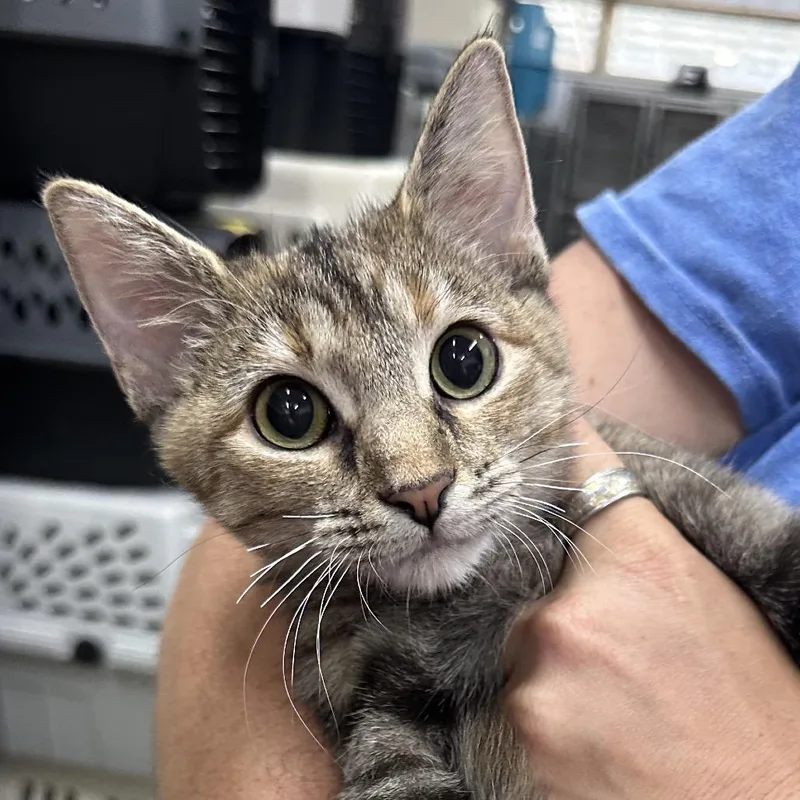 A young small-sized female Domestic Short Hair cat named Beach for adoption in Corbin, KY