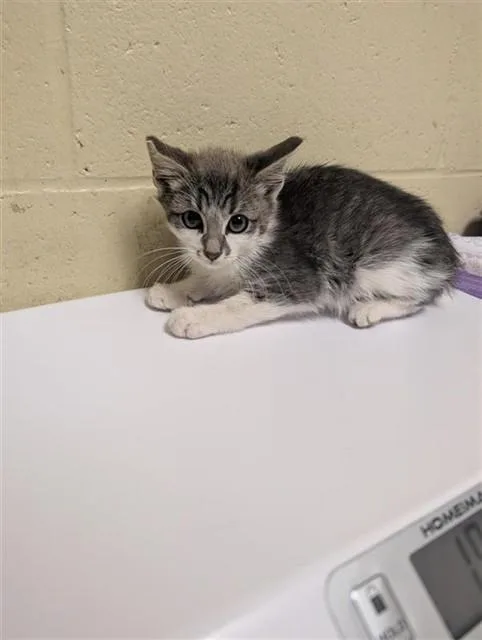 A baby small-sized male Domestic Short Hair cat named Flame for adoption in Sacramento, CA