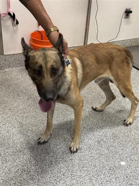 Gordo