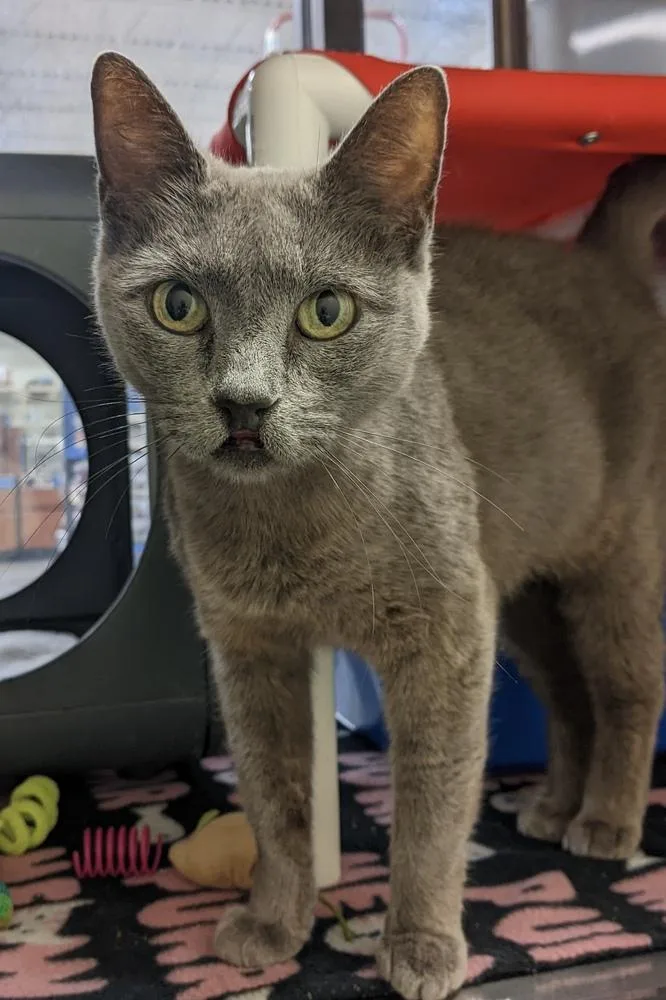 An adult medium-sized female Gray & White Domestic Short Hair cat named Beverly for adoption in Anoka, MN
