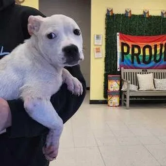 A baby small-sized female White / Cream Mixed Breed dog named Miles for adoption in Davenport, IA