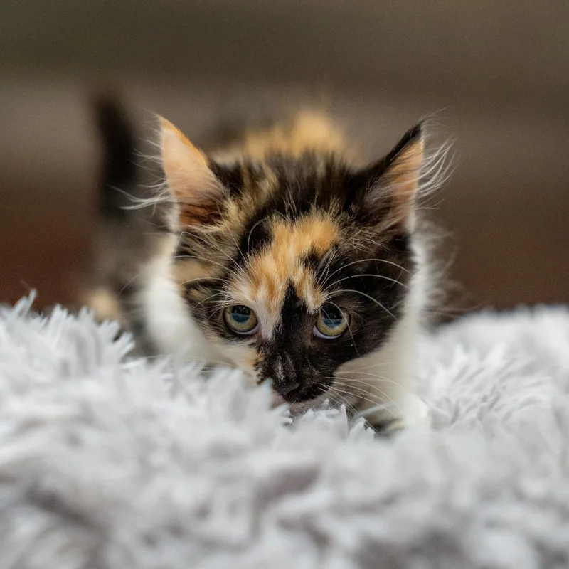 A baby small-sized female White Domestic Short Hair cat named Ribeye for adoption in Gainesville, GA