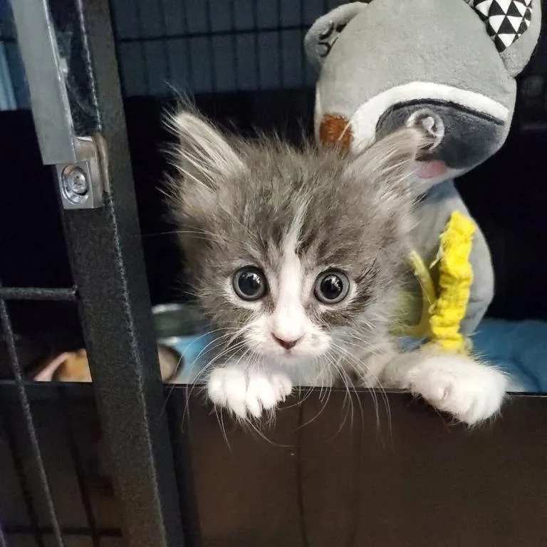 A young small-sized male Gray & White Domestic Medium Hair cat named William for adoption in Tyler, TX