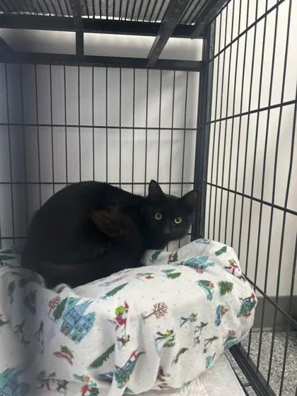 An adult small-sized female Domestic Long Hair cat named Kira for adoption in West Memphis, AR