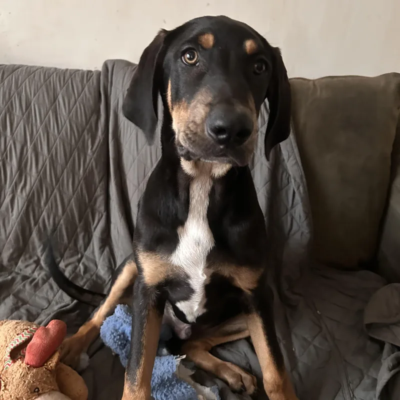 A baby large-sized male German Shepherd Dog dog named Arliss for adoption in Kutztown, PA