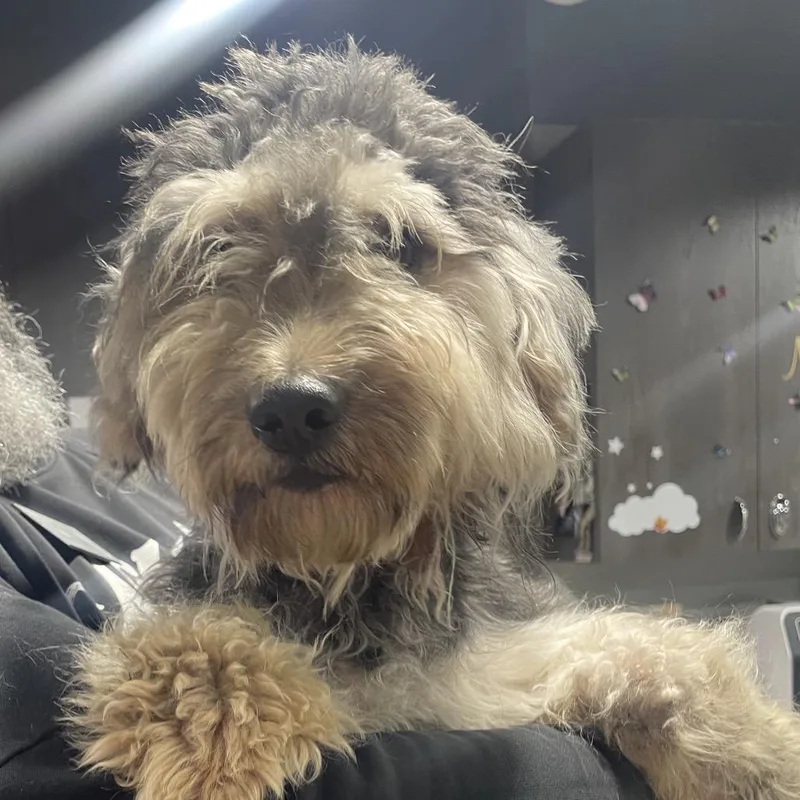 A young medium-sized male Gray / Blue / Silver Schnauzer dog named King for adoption in Tampa, FL
