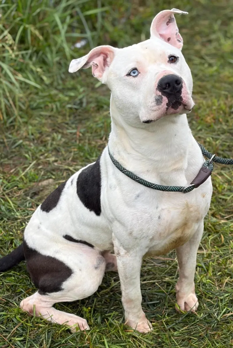 A young medium-sized male White / Cream Pit Bull Terrier dog named Blade for adoption in Hazard, KY