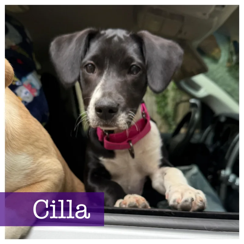 Cilla thumbnail 3