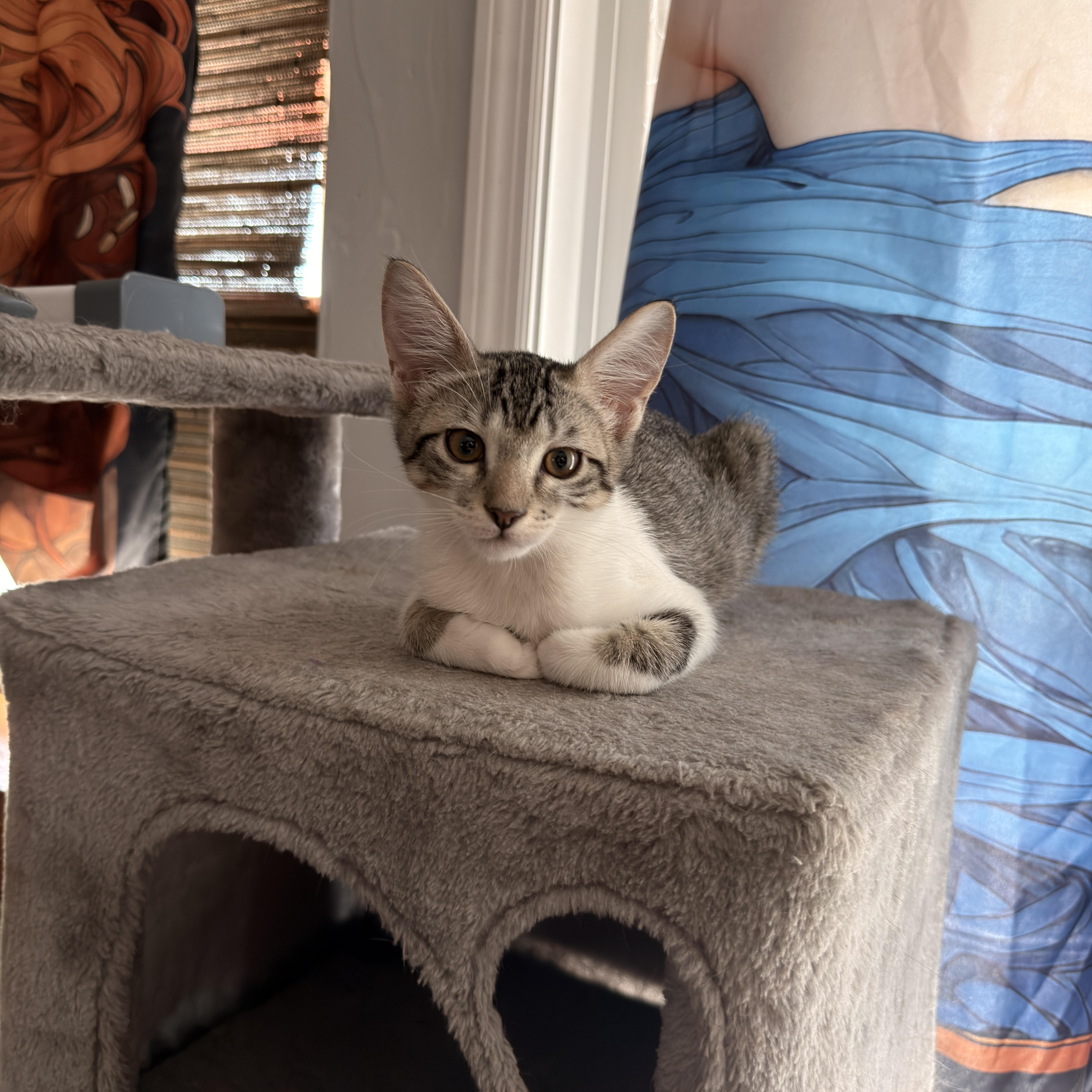 A baby medium-sized male White Domestic Short Hair cat named Rain for adoption in Boca Raton, FL