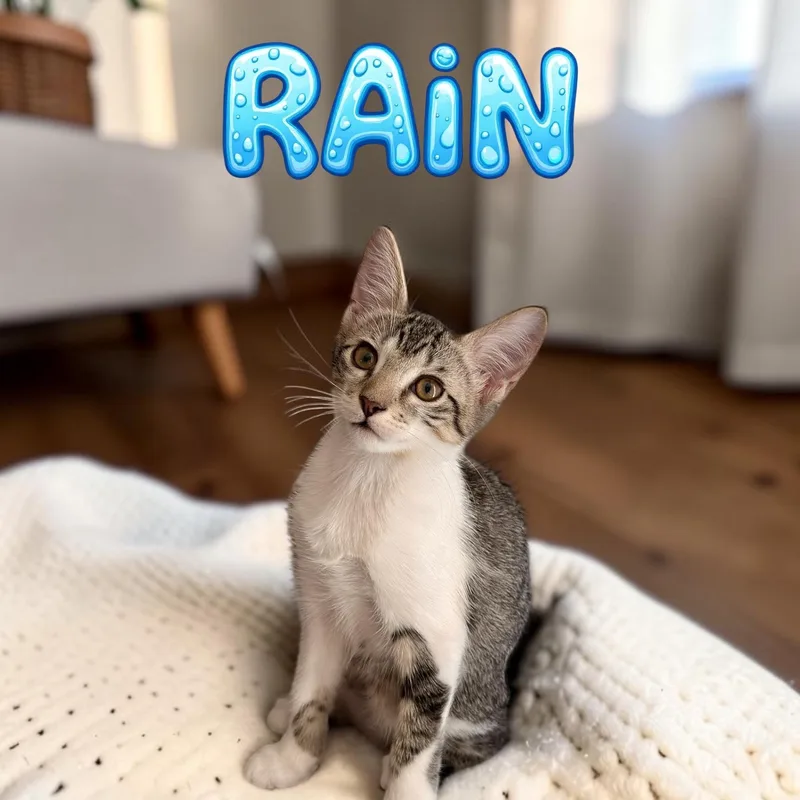 Rain thumbnail 3