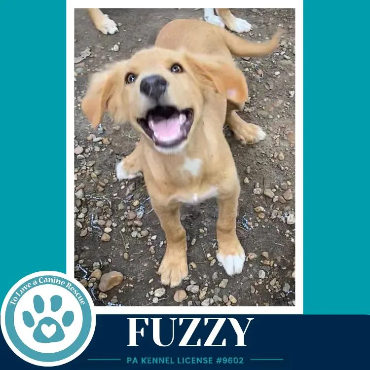 A baby medium-sized male White / Cream Labrador Retriever dog named Fuzzy for adoption in Kimberton, PA