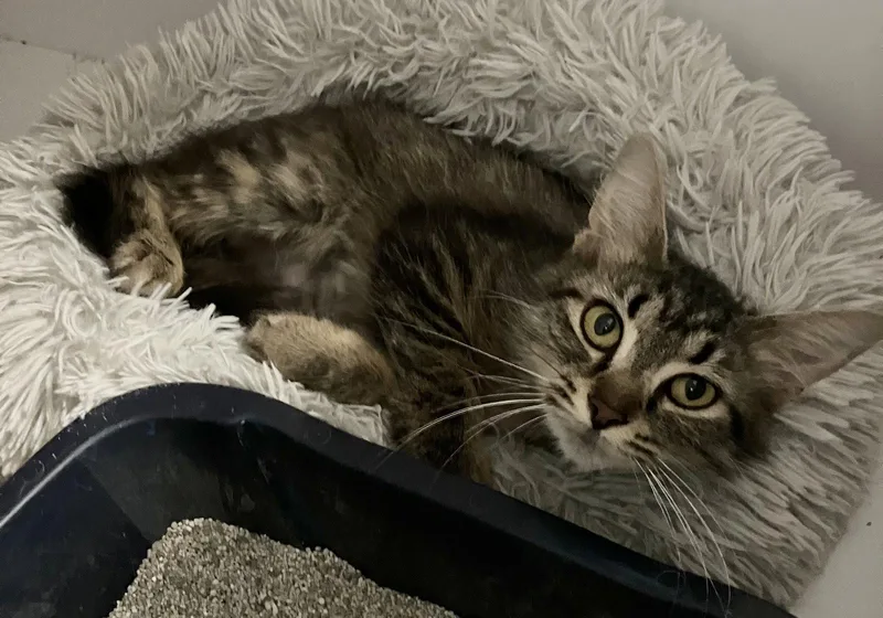 An adult medium-sized female Domestic Medium Hair cat named Kizzy for adoption in Dublin, OH