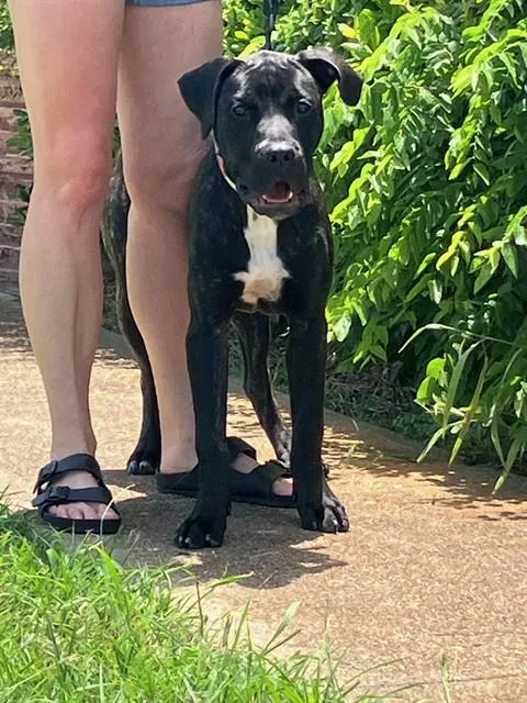 A young large-sized female Mixed Breed dog named Marlow for adoption in Dallas, TX