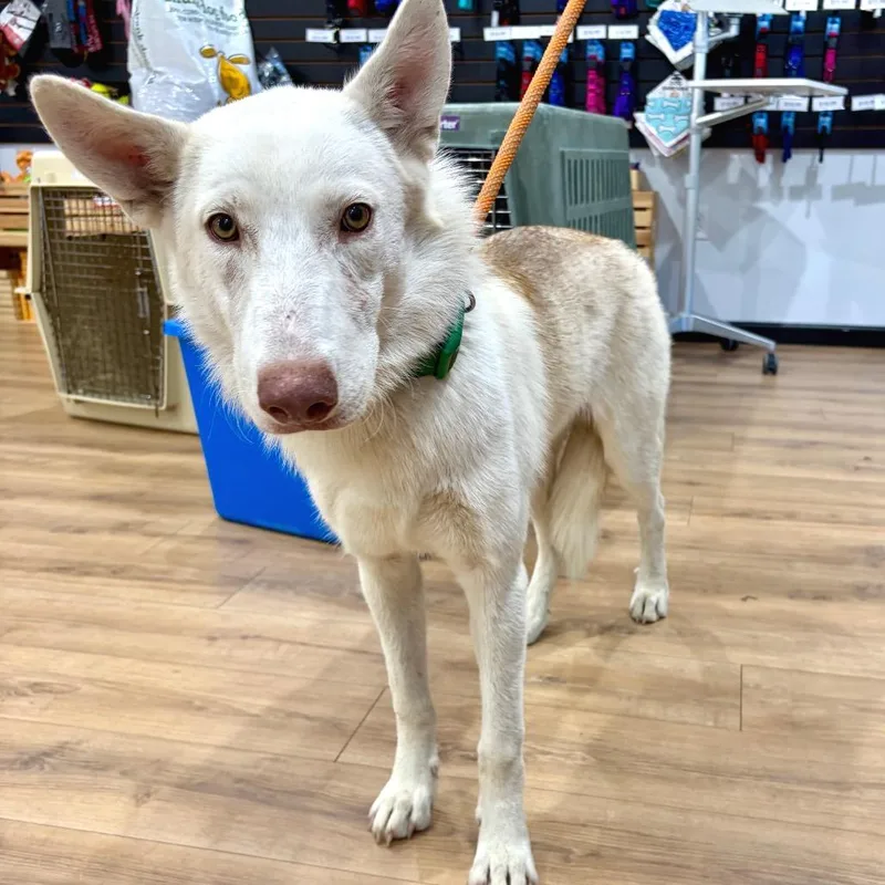 A young medium-sized female White / Cream Husky dog named Moon Moon for adoption in Livingston, TX