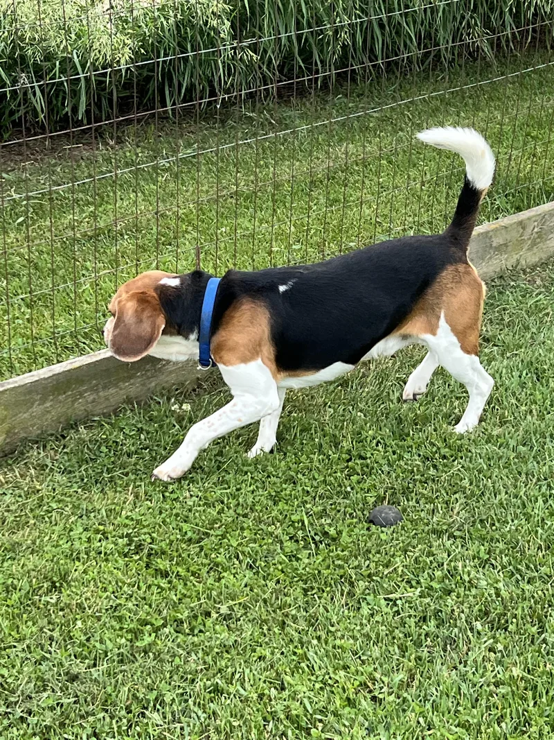 An adult medium-sized male Tricolor (Brown, Black, & White) Beagle dog named Bobo for adoption in Elkton, MI