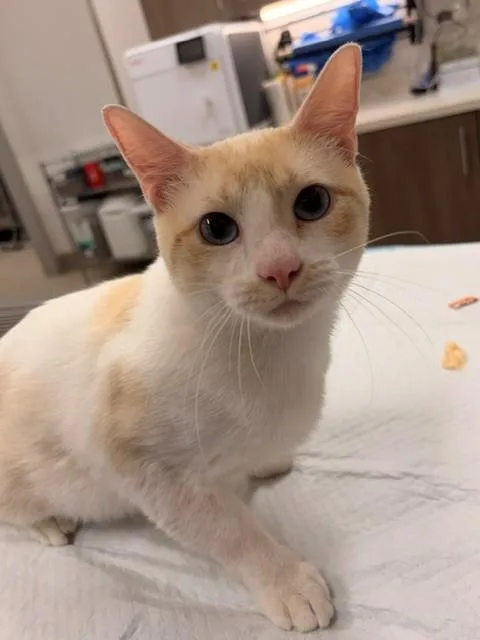 Parmesan