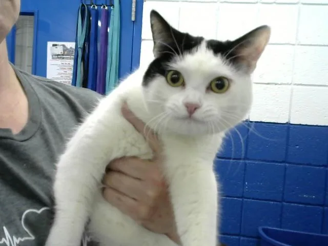 A young medium-sized female Domestic Short Hair cat named Ghost for adoption in Albuquerque, NM