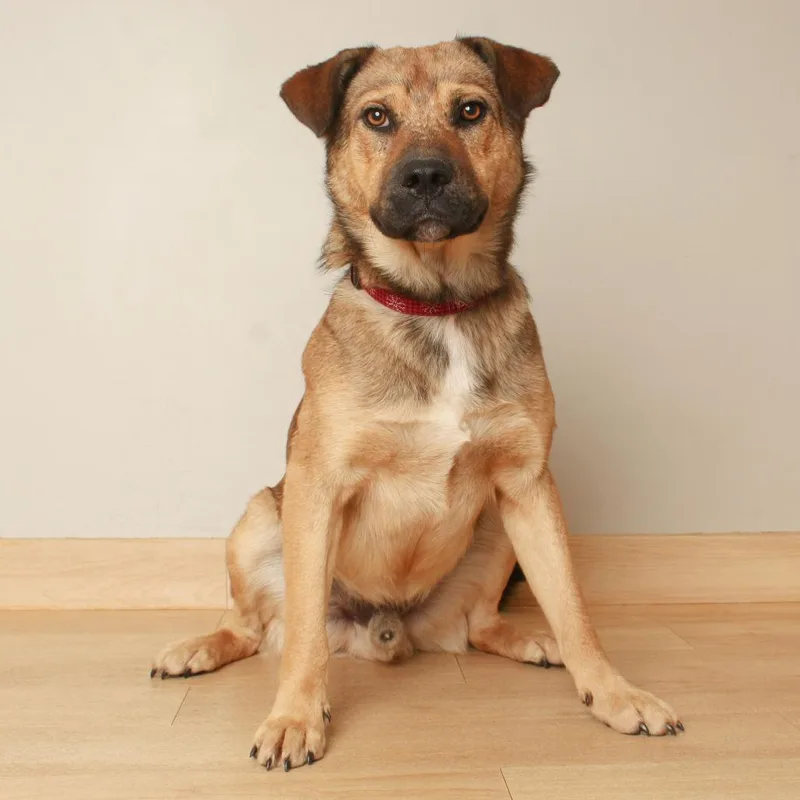 A young large-sized male German Shepherd Dog dog named Hani D for adoption in Minnetonka, MN