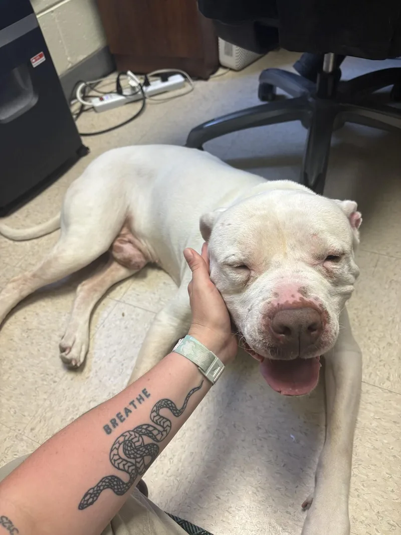 An adult large-sized male White / Cream American Staffordshire Terrier dog named Rubble for adoption in Ashland, VA