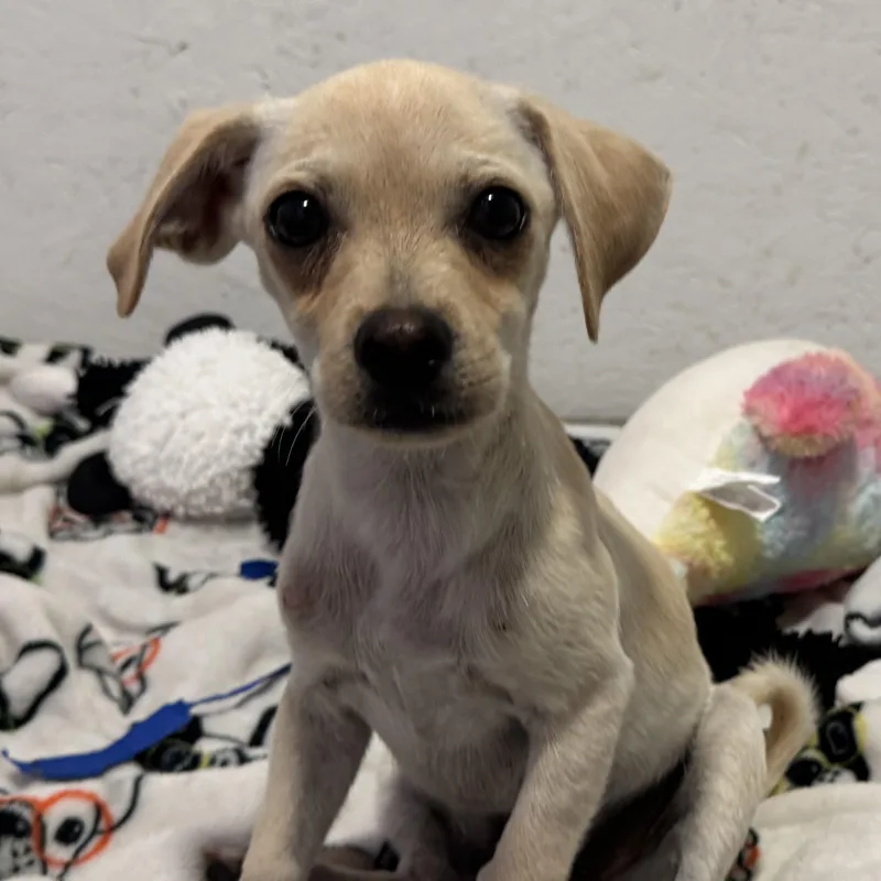 A baby small-sized male Apricot / Beige Chihuahua dog named Julio for adoption in Myakka City, FL