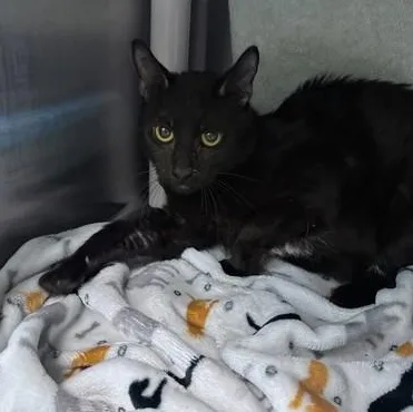 A young medium-sized male Black Domestic Short Hair cat named Echo for adoption in Quincy, MA