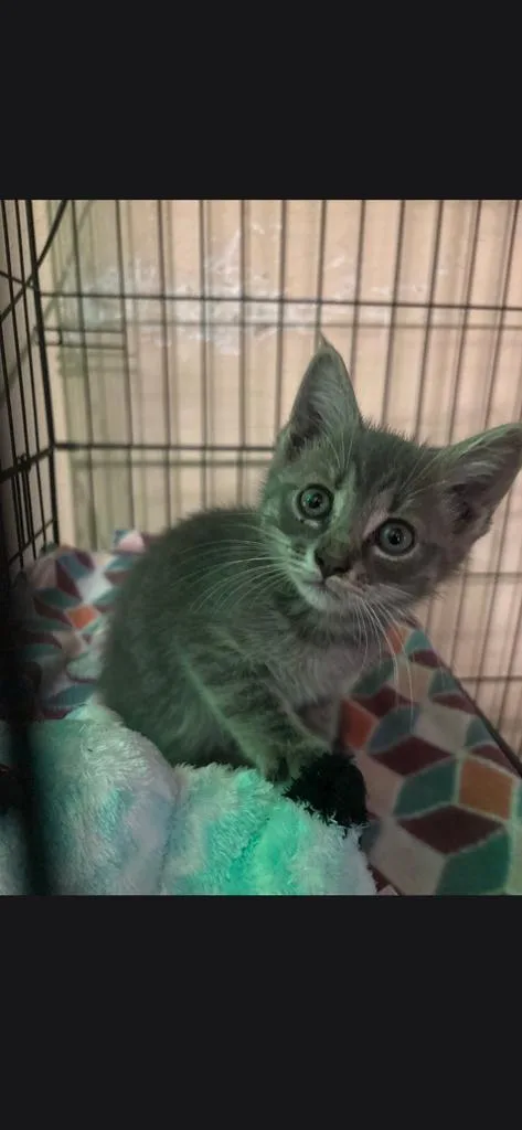 A baby small-sized male Domestic Long Hair cat named Purrcy for adoption in Camden, TN