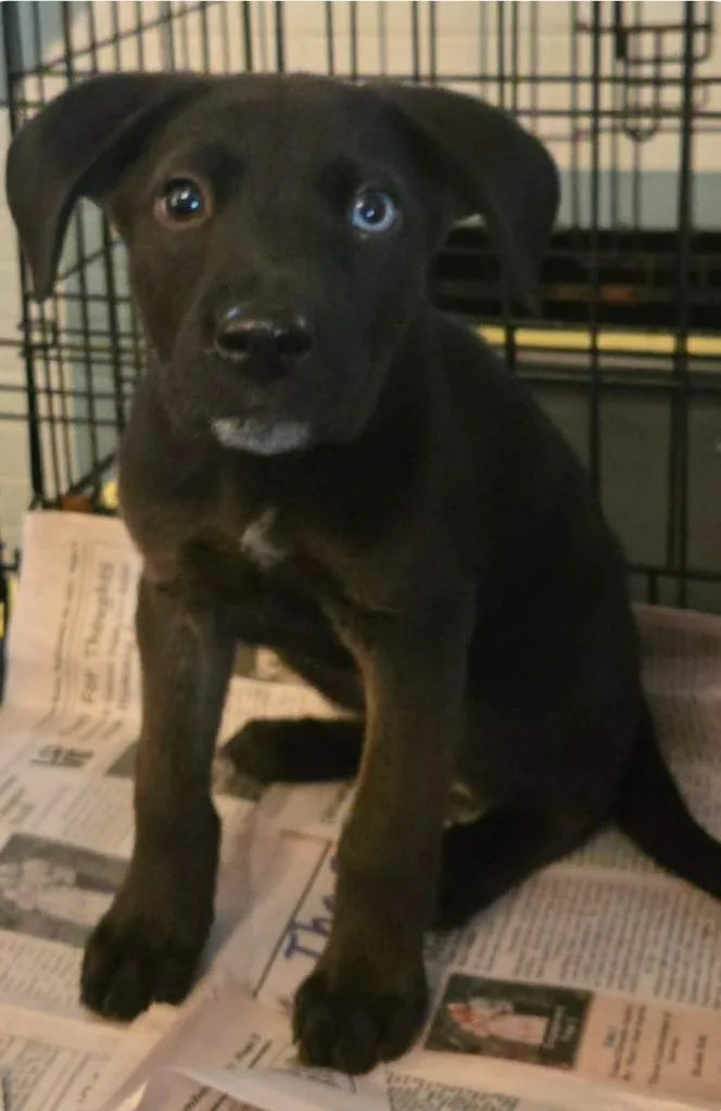 A baby medium-sized female Labrador Retriever dog named Nefri for adoption in El Dorado, AR