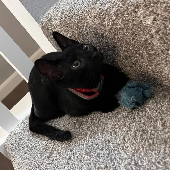 A baby small-sized female Black Domestic Short Hair cat named Wiley for adoption in Westminster, CA