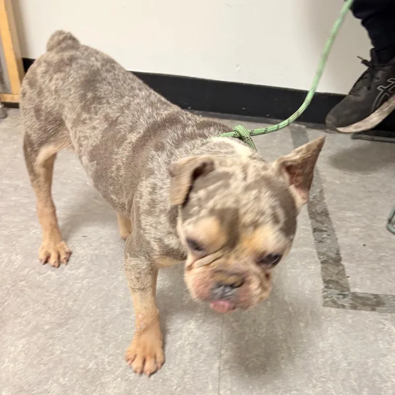 An adult small-sized male Gray / Blue / Silver French Bulldog dog named Burrito for adoption in Philadelphia, PA