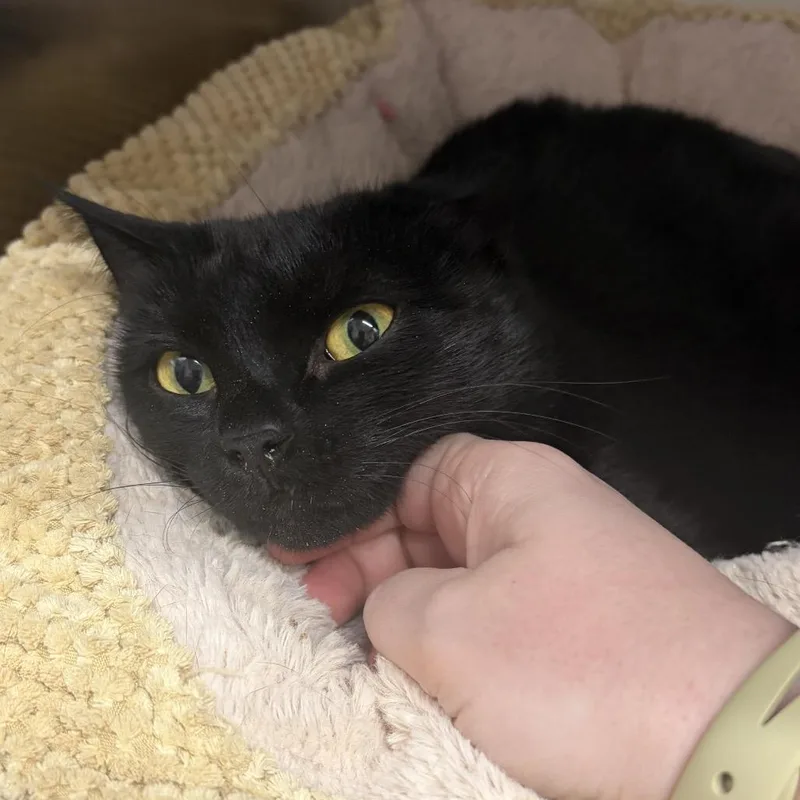 A young medium-sized female Black Domestic Short Hair cat named Monica for adoption in Mount Laurel, NJ