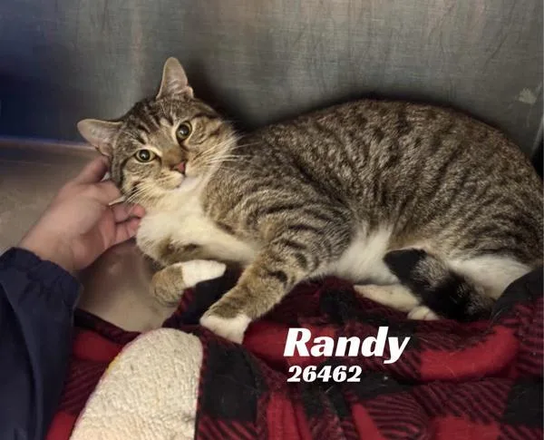 An adult medium-sized male Domestic Short Hair cat named Randy for adoption in Oak Ridge, TN