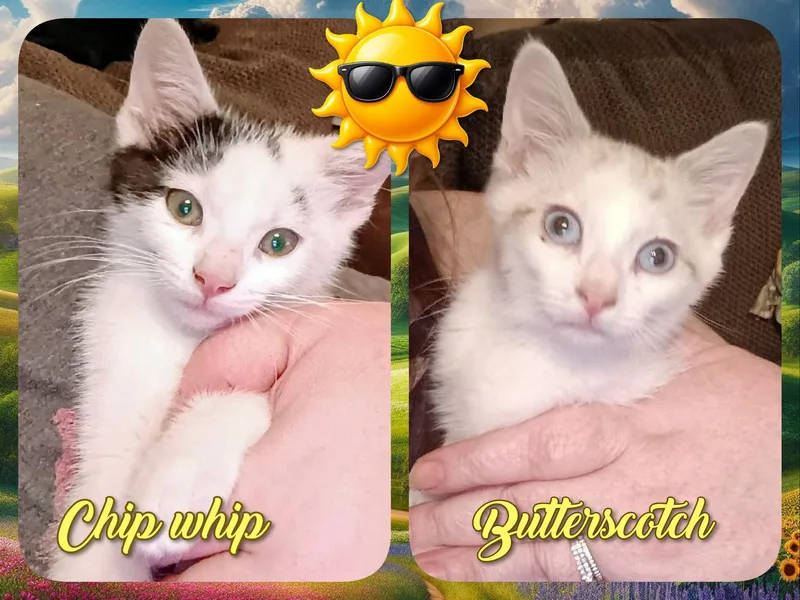 A baby medium-sized female Tabby (Buff / Tan / Fawn) Domestic Short Hair cat named Chip Whip & Butterscotch for adoption in Corinth, NY