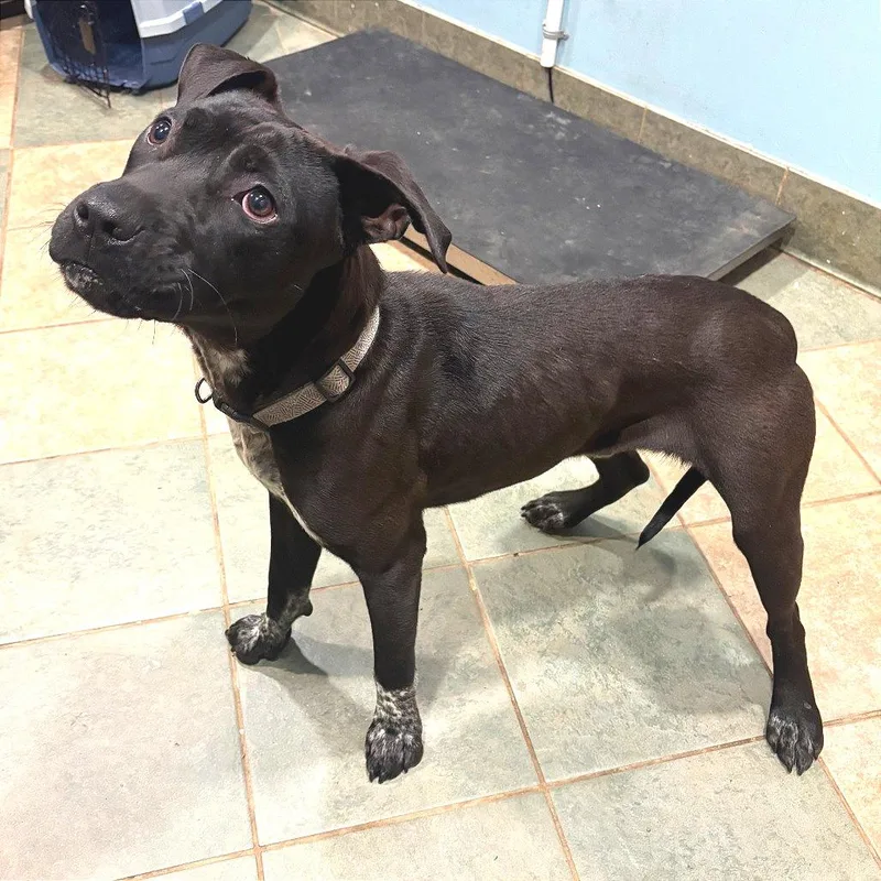 An adult medium-sized male Black Mixed Breed dog named Taz for adoption in Chattanooga, TN