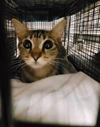 A young medium-sized female Domestic Short Hair cat named Five for adoption in Van Nuys, CA