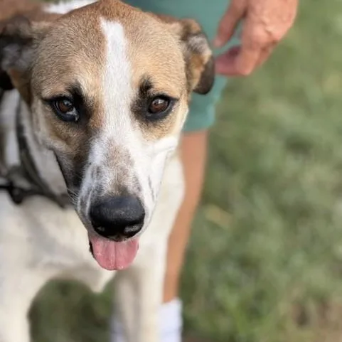 A young medium-sized male Tricolor (Brown, Black, & White) Shepherd dog named Maximus for adoption in Houston, TX