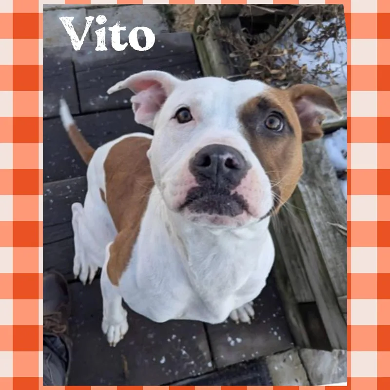 Vito