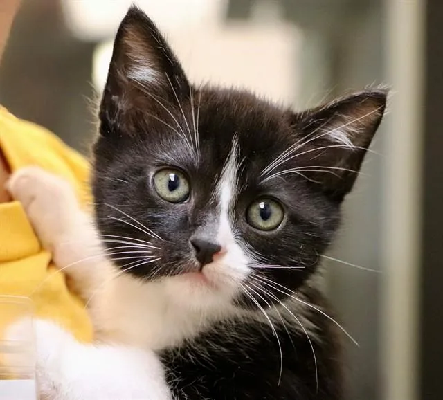 A baby small-sized male Domestic Short Hair cat named Blaze for adoption in San Luis Obispo, CA