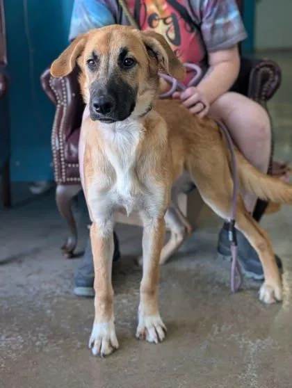 A baby large-sized female Anatolian Shepherd dog named Lilith for adoption in La Harpe, KS