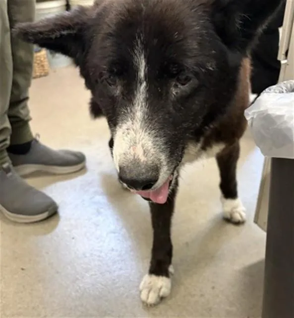 A senior medium-sized male Border Collie dog named Twilight for adoption in San Bernardino, CA