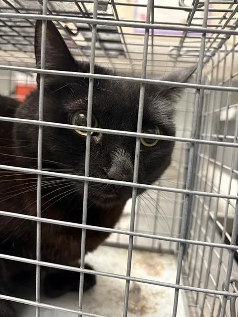 An adult medium-sized female Domestic Short Hair cat named Beans for adoption in Las Vegas, NV
