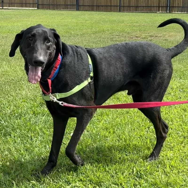 An adult large-sized male Doberman Pinscher dog named Otis for adoption in Albuquerque, NM