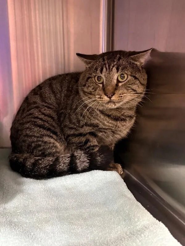 An adult medium-sized male Tabby (Brown / Chocolate) Domestic Short Hair cat named Bear for adoption in Burgaw, NC