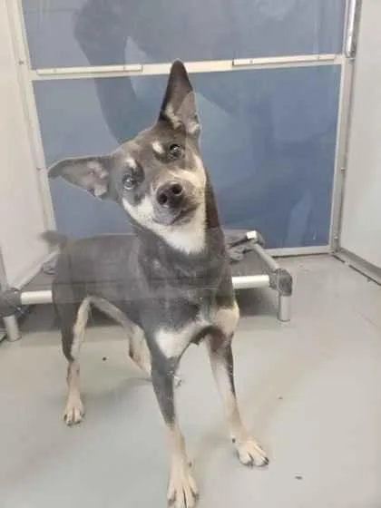 An adult small-sized female Miniature Pinscher dog named Butterfly for adoption in Mount Pleasant, IA