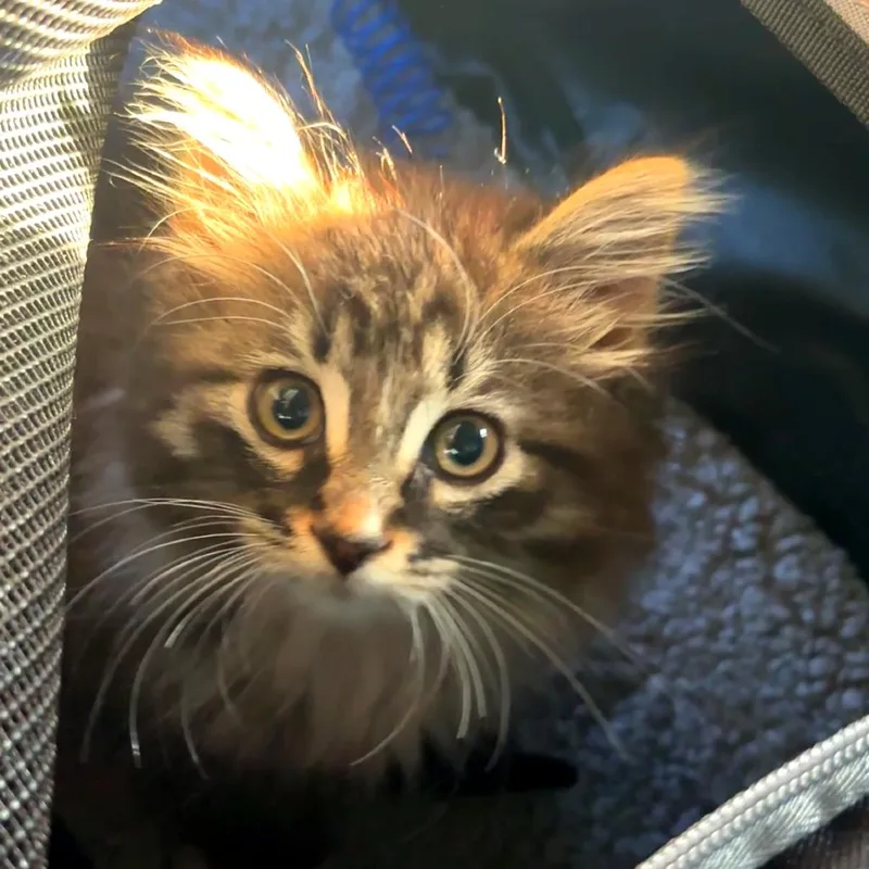 A baby small-sized male Brown / Chocolate Domestic Long Hair cat named Spicy Tuna Roll for adoption in Monroe, MI