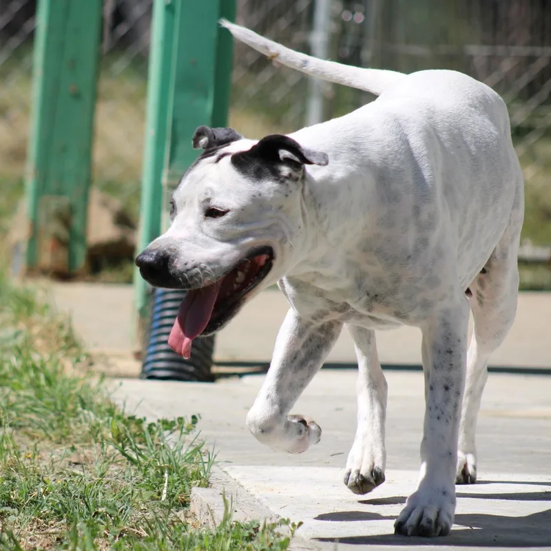 Doodle Bug thumbnail 2