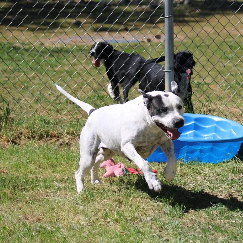 Doodle Bug thumbnail 3