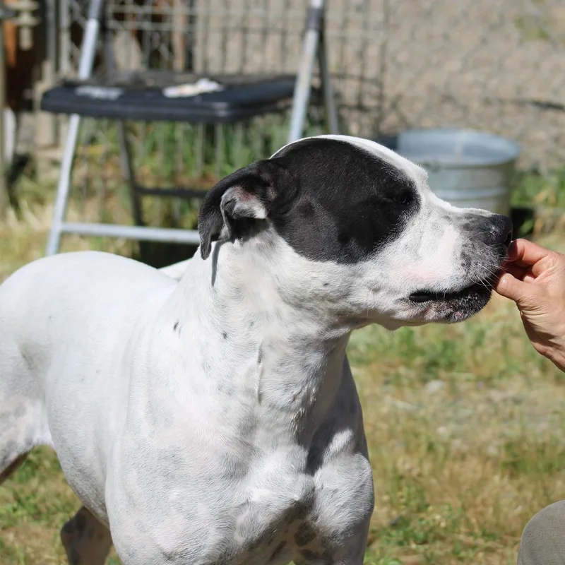 Doodle Bug thumbnail 4