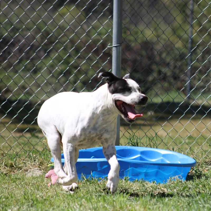 Doodle Bug thumbnail 5