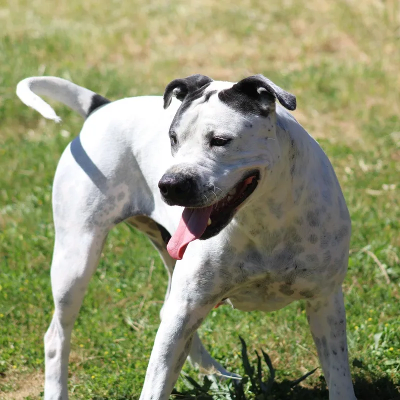 Doodle Bug thumbnail 6