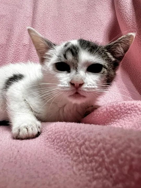 A baby small-sized female Domestic Short Hair cat named Molly Mae for adoption in Jackson, MI